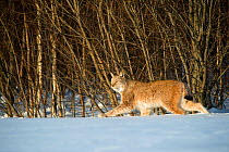 Eurasian lynx (Lynx lynx) walking in snow, Yaroslavl, Central Federal District, Russia. February.