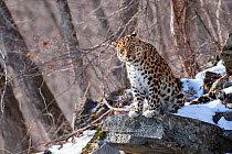Amur leopard (Panthera pardus orientalis) Land of the Leopard National Park, Primorsky Krai, Far East Russia. February.