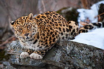 Amur leopard (Panthera pardus orientalis) Land of the Leopard National Park, Primorsky Krai, Far East Russia. February.