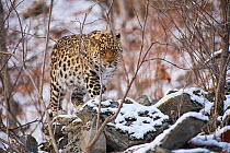 Amur leopard (Panthera pardus orientalis) Land of the Leopard National Park, Primorsky Krai, Far East Russia. March.