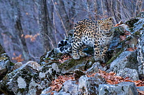 RF - Amur leopard (Panthera pardus orientalis) Land of the Leopard National Park, Primorsky Krai, Far East Russia. March. (This image may be licensed either as rights managed or royalty free.)