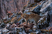 Amur leopard (Panthera pardus orientalis) female with juveniles, Land of the Leopard National Park, Primorsky Krai, Far East Russia. March.