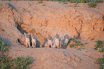 Corsac fox (Vulpes corsac) kits at den, Mongolia May.