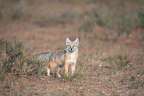 Corsac fox (Vulpes corsac) Mongolia September.