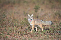 Corsac fox (Vulpes corsac) Mongolia September.