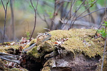 Siberian chipmunk (Tamias sibiricus) Vladivostok, Primorsky Krai, Far East Russia. May.