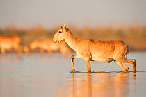 Saiga antelope (Saiga tatarica) crossing water, with horns growing, Astrakhan, Southern Russia, Russia. October.