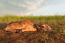 Saiga antelope (Saiga tatarica) fawn Astrakhan, Southern Russia, Russia. May.