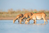 Saiga antelope (Saiga tatarica) three drinking, Astrakhan, Southern Russia, Russia. October.