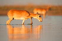 RF - Saiga antelope (Saiga tatarica) male with horns growing, walking through water, Astrakhan, Southern Russia, Russia. October. (This image may be licensed either as rights managed or royalty free.)