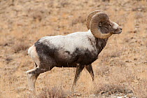 Altai argali sheep (Ovis ammon ammon) Altai Mountains, Mongolia. November.