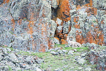Altai argali sheep (Ovis ammon ammon) Altai Mountains, Mongolia. June.