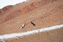 Altai argali sheep (Ovis ammon ammon) males fighting, Altai Mountains, Mongolia. October.