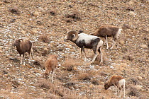 Altai argali sheep (Ovis ammon ammon) herd, Altai Mountains, Mongolia. November.