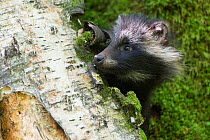 Raccoon dog (Nycterentes procyonoides) peering round tree trunk, Vladivostok, Primorsky Krai, Far East Russia. July.
