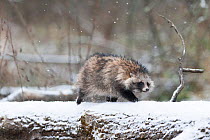 Raccoon dog (Nycterentes procyonoides) Vladivostok, Primorsky Krai, Far East Russia. October.