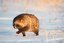 Raccoon dog (Nycterentes procyonoides) walking across snow,  Vladivostok, Primorsky Krai, Far East Russia. November.