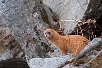 Siberian weasel (Mustela sibirica) on rocks, Khabarovsk, Far East Russia.  March.