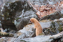 Siberian weasel (Mustela sibirica) on rocks, Khabarovsk, Far East Russia.  March.
