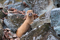 Siberian weasel (Mustela sibirica) on rocks, Khabarovsk, Far East Russia.  April.
