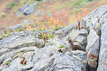 Black-capped marmot (Marmota camtschatica) Barguzinsky District, Siberia, Russia. October.