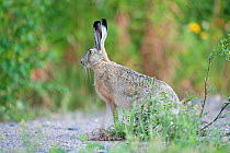 European hare (Lepus europaeus) Moscow, Russia.  October.