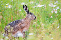 European hare (Lepus europaeus) Moscow, Russia.  June.