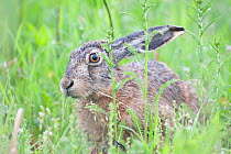 European hare (Lepus europaeus) Moscow, Russia.  June.