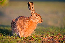 European hare (Lepus europaeus) Moscow, Russia.  May.