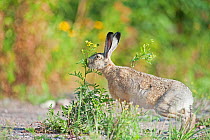 European hare (Lepus europaeus) sniffing plant, Moscow, Russia.  October.