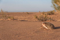 Long-eared hedgehog (Hemiechinus auritus) Gobi Desert, Mongolia. May.