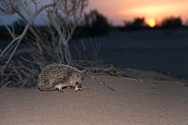 Long-eared hedgehog (Hemiechinus auritus) at sunset, Gobi Desert, Mongolia. May.