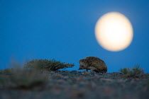 Long-eared hedgehog (Hemiechinus auritus) at night with the moon, Gobi Desert, Mongolia. May.