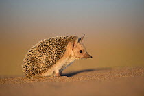 RF - Long-eared hedgehog (Hemiechinus auritus) Gobi Desert, Mongolia. May. (This image may be licensed either as rights managed or royalty free.)