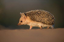 Long-eared hedgehog (Hemiechinus auritus) Gobi Desert, Mongolia. May.