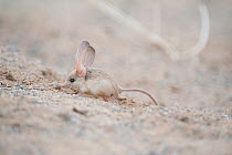 Long-eared jerboa (Euchorentes naso) South Gobi Desert, Mongolia. June. Did you know that the Long-eared jerboa is the mammal with the largest ears in proportion to its body size?
