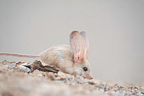 Long-eared jerboa (Euchorentes naso) South Gobi Desert, Mongolia. June. Did you know that the Long-eared jerboa is the mammal with the largest ears in proportion to its body size?