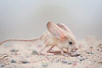 Long-eared jerboa (Euchoreutes naso) South Gobi Desert, Mongolia. June. Did you know that the Long-eared jerboa is the mammal with the largest ears in proportion to its body size?