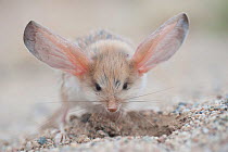 Long-eared jerboa (Euchoreutes naso) digging, South Gobi Desert, Mongolia. June. Did you know that the Long-eared jerboa is the mammal with the largest ears in proportion to its body size?