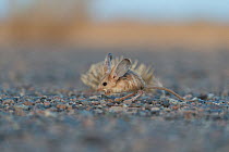 RF - Long-eared jerboa (Euchorentes naso) South Gobi Desert, Mongolia. June. (This image may be licensed either as rights managed or royalty free.)