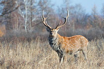 RF - Sika deer (Cervus nippon) stag, Vladivostok, Primorsky Krai, Far East Russia. October. (This image may be licensed either as rights managed or royalty free.)