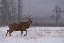 RF - Sika deer (Cervus nippon) stag in snow, Vladivostok, Primorsky Krai, Far East Russia.  December. (This image may be licensed either as rights managed or royalty free.)