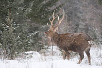 Sika deer (Cervus nippon) stag calling in snow,  Vladivostok, Primorsky Krai, Far East Russia.  December.