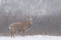 Sika deer (Cervus nippon) stag in snow, Vladivostok, Primorsky Krai, Far East Russia.  December.