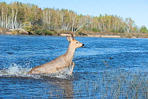 Siberian roe deer (Capreolus pygargus) buck crossing water, Amur, Far East Russia. September.