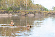 Siberian roe deer (Capreolus pygargus) buck swimming across water, Amur, Far East Russia. September.