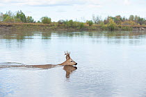 RF - Siberian roe deer (Capreolus pygargus) buck swimming across water, Amur, Far East Russia. September. (This image may be licensed either as rights managed or royalty free.)
