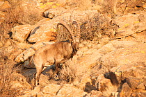Siberian ibex (Capra sibirica) male, Altai Mountains, Gobi Desert, Mongolia. November.