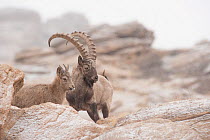 Siberian ibex (Capra sibirica)  Altai Mountains, Gobi Desert, Mongolia. November.