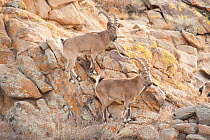 RF - Siberian ibex (Capra sibirica) males, Altai Mountains, Gobi Desert, Mongolia. November. (This image may be licensed either as rights managed or royalty free.)
